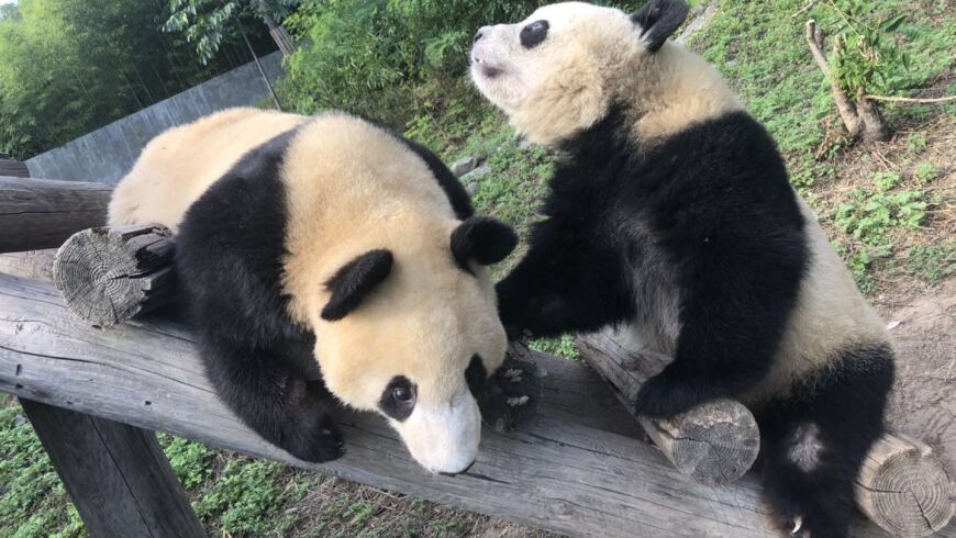 Panda Johnson & Johnson playing at the Shaanxi Academy of Forestry Qinling Giant Panda Breeding Research Center