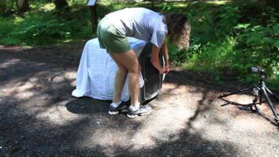 CHINTIMINI WILFLIFE CENTER BOBCAT RELEASE