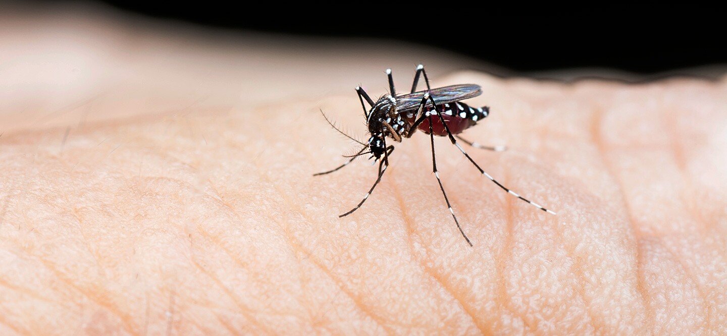 5 Things We Now Know About Tropical Disease Dengue Fever | Johnson & Johnson